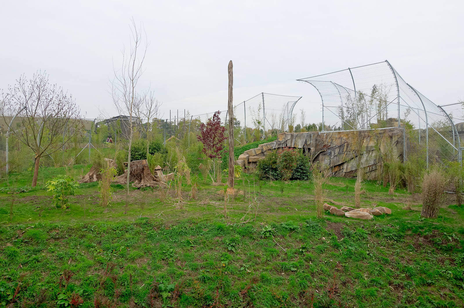 Tiger Exhibit - Islands - 11/10/2015