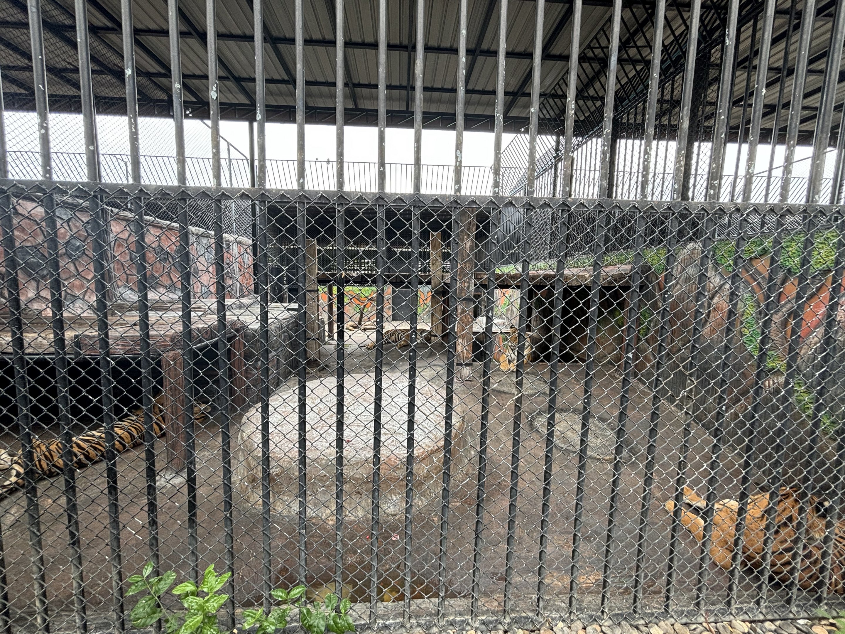 Tiger Exhibit - Lion Park