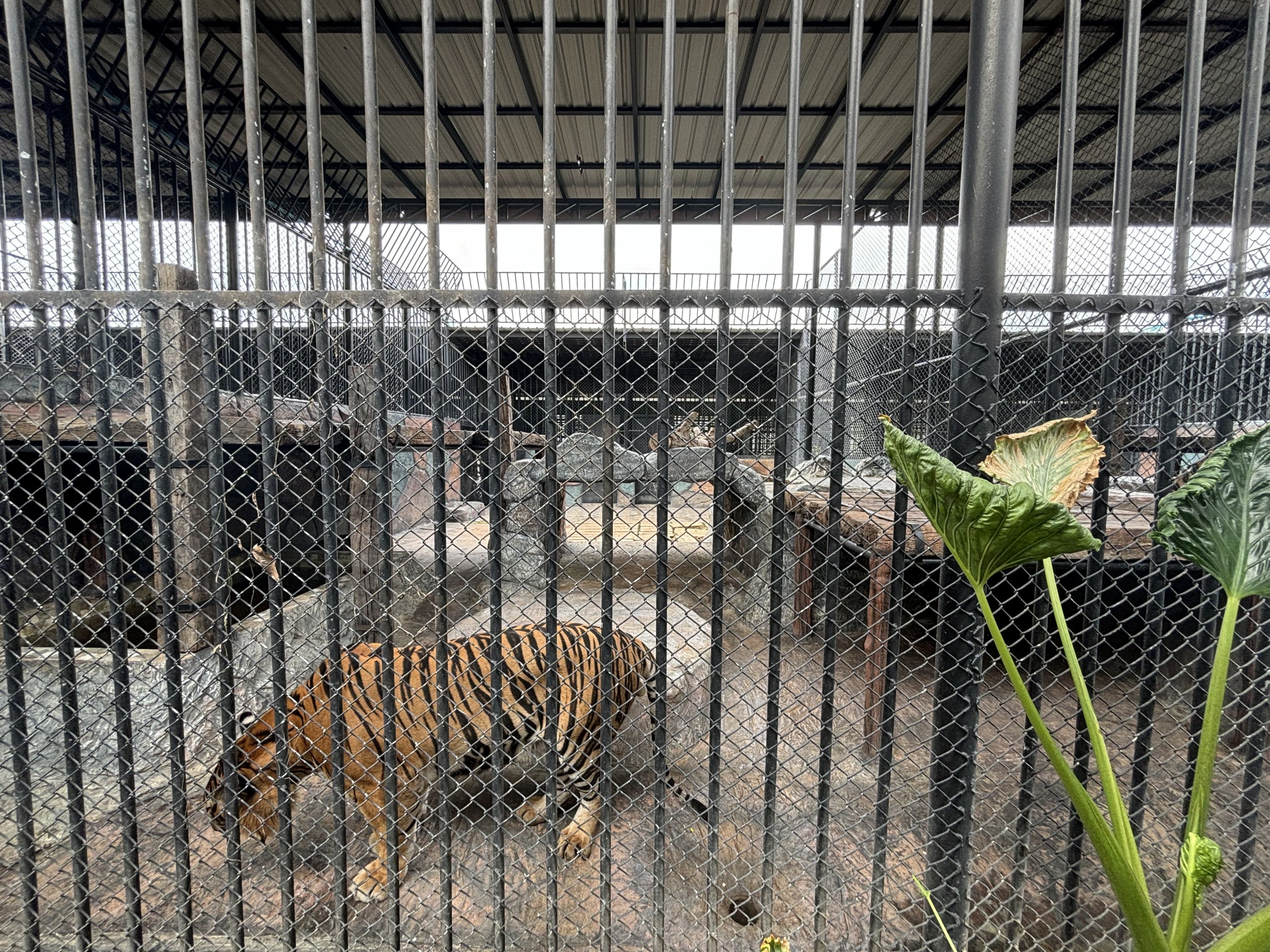 Tiger Exhibit - Lion Park