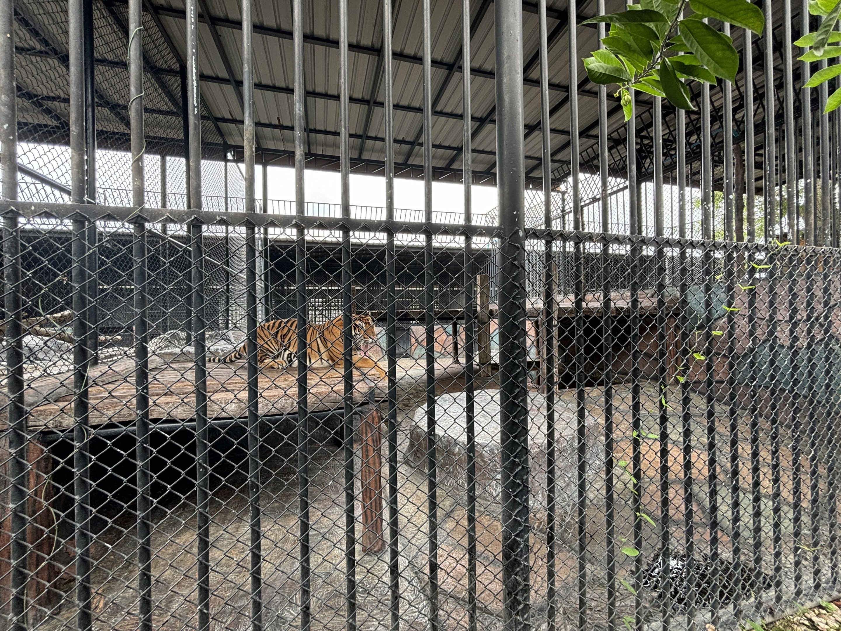 Tiger Exhibit - Lion Park