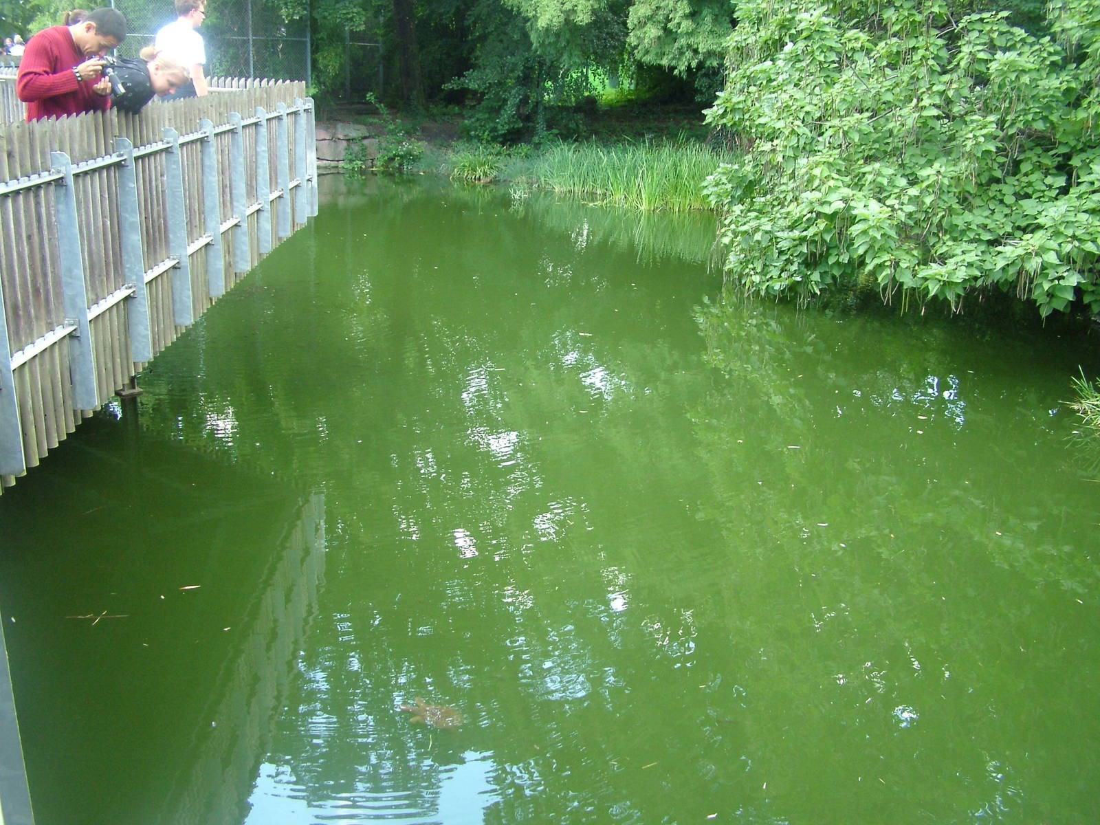 Tiger Exhibit Moat at Frankfurt 31/08/10