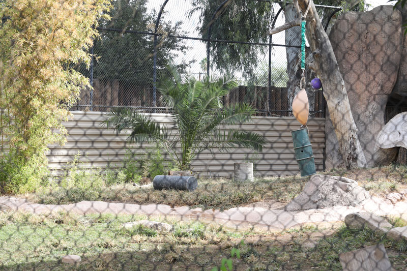 tiger exhibit (new back panel)