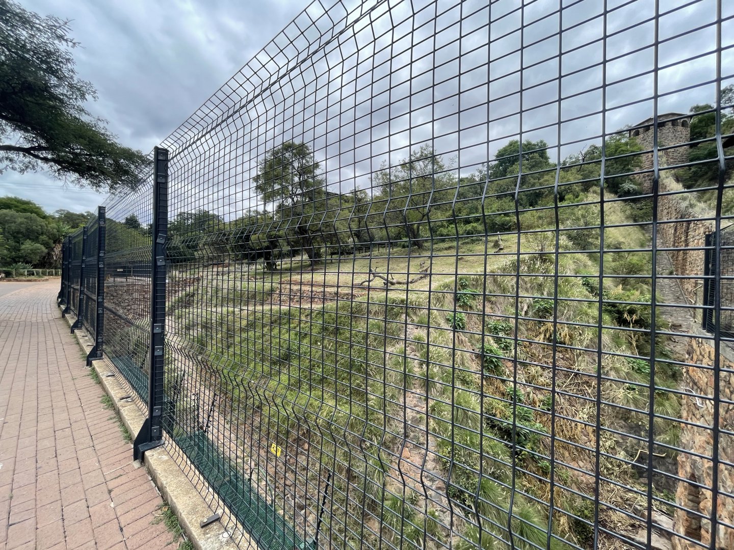 Tiger Exhibit (Panthera tigris)
