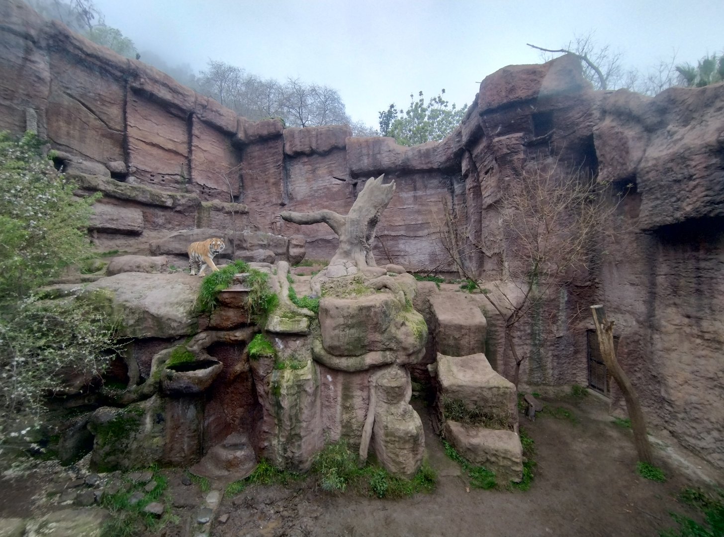 Tiger exhibit - Santiago zoo (Zoologico nacional)