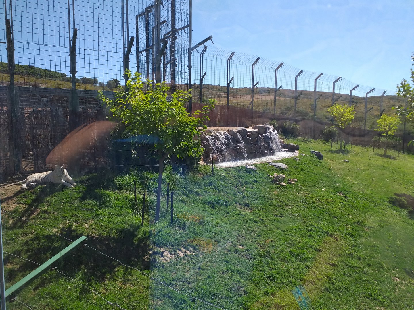 Tiger exhibit -Sendaviva (2020)