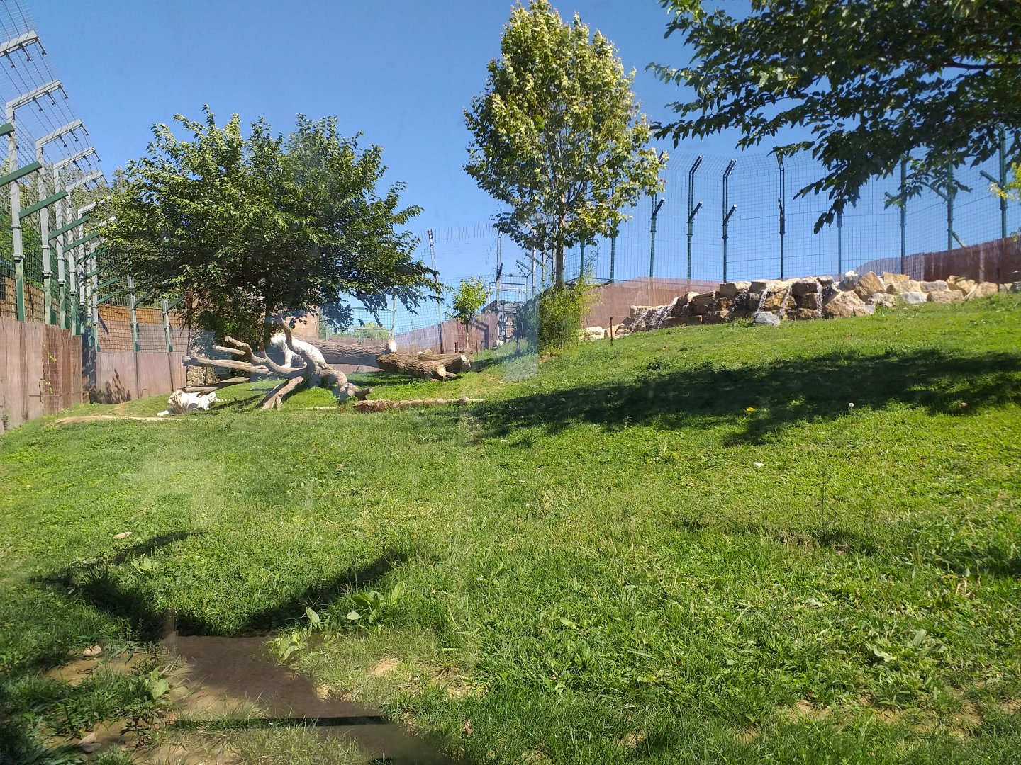 Tiger exhibit -Sendaviva (2020)