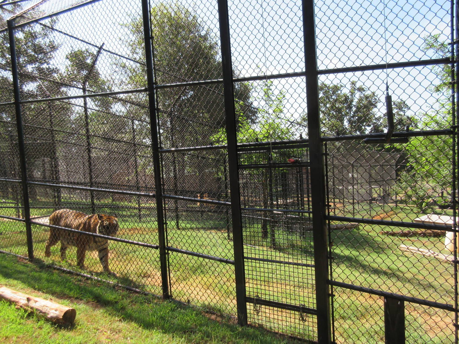 Tiger Exhibit (Sierra - Michael Jackson's old tiger - with a new name)