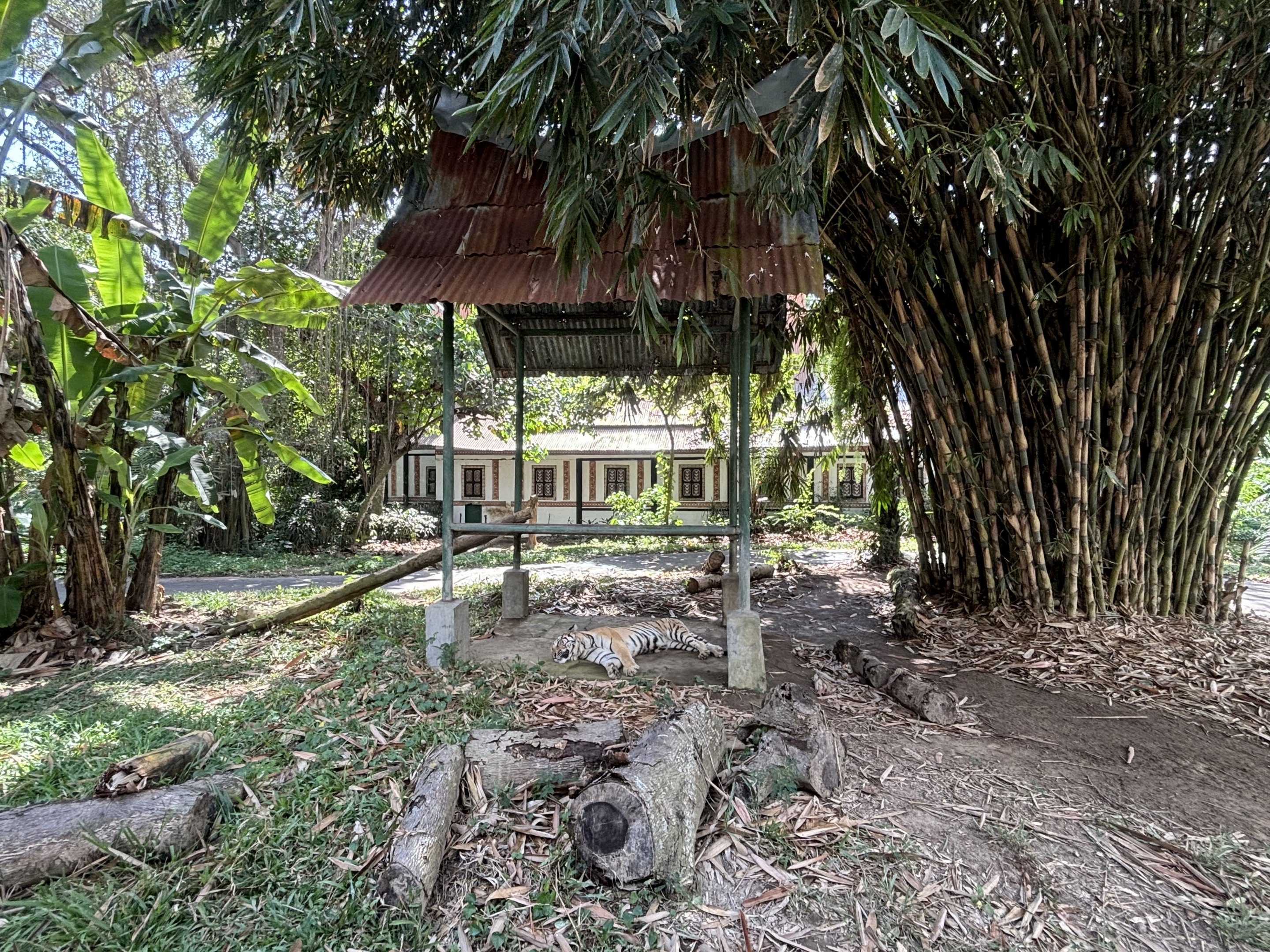 Tiger Exhibit - sleeping cat