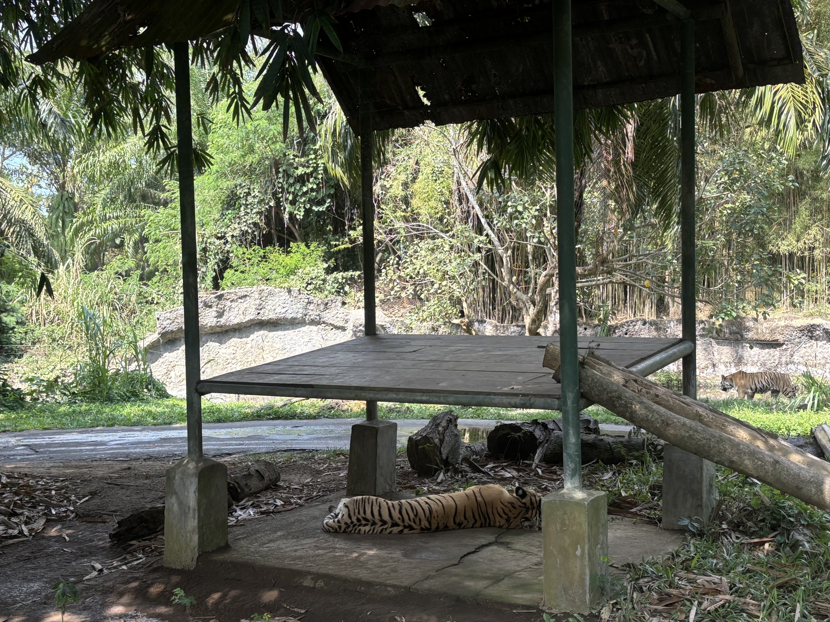 Tiger Exhibit - sleeping cat