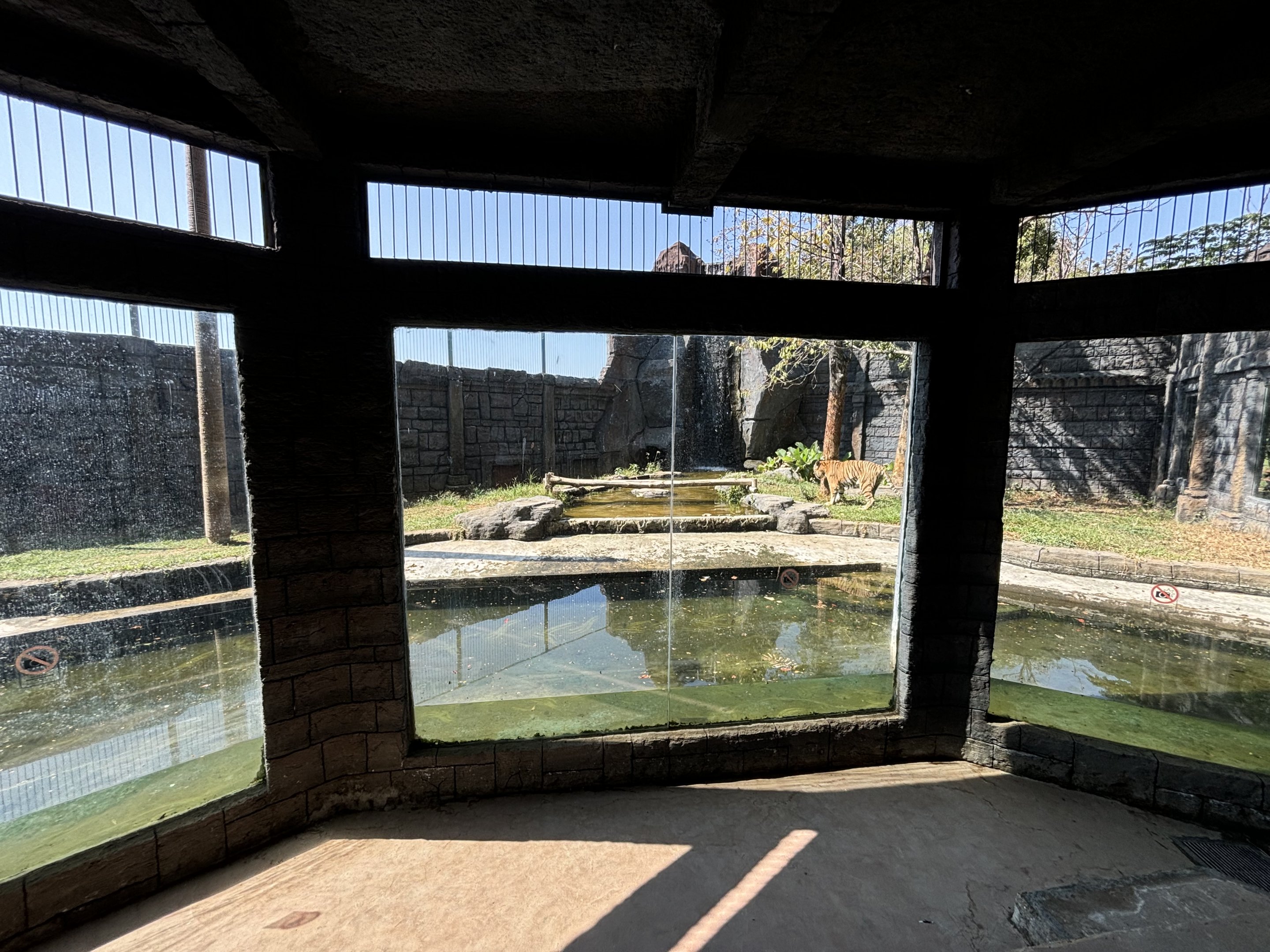 Tiger Exhibit - Solo Safari