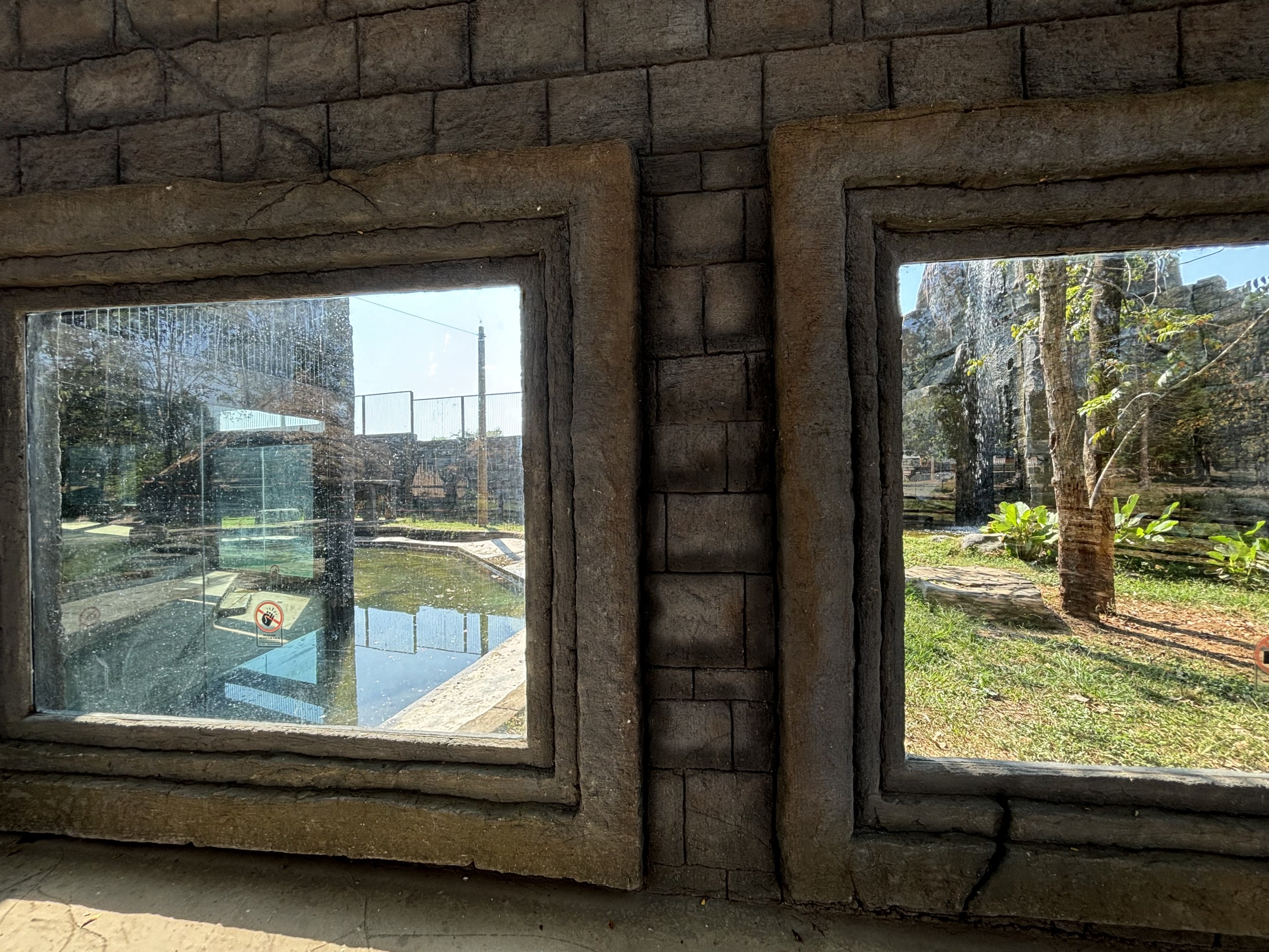 Tiger Exhibit - Solo Safari