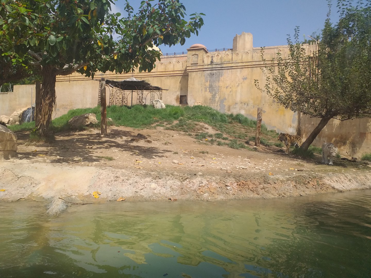 Tiger exhibit -TerraNatura Benidorm (2021)