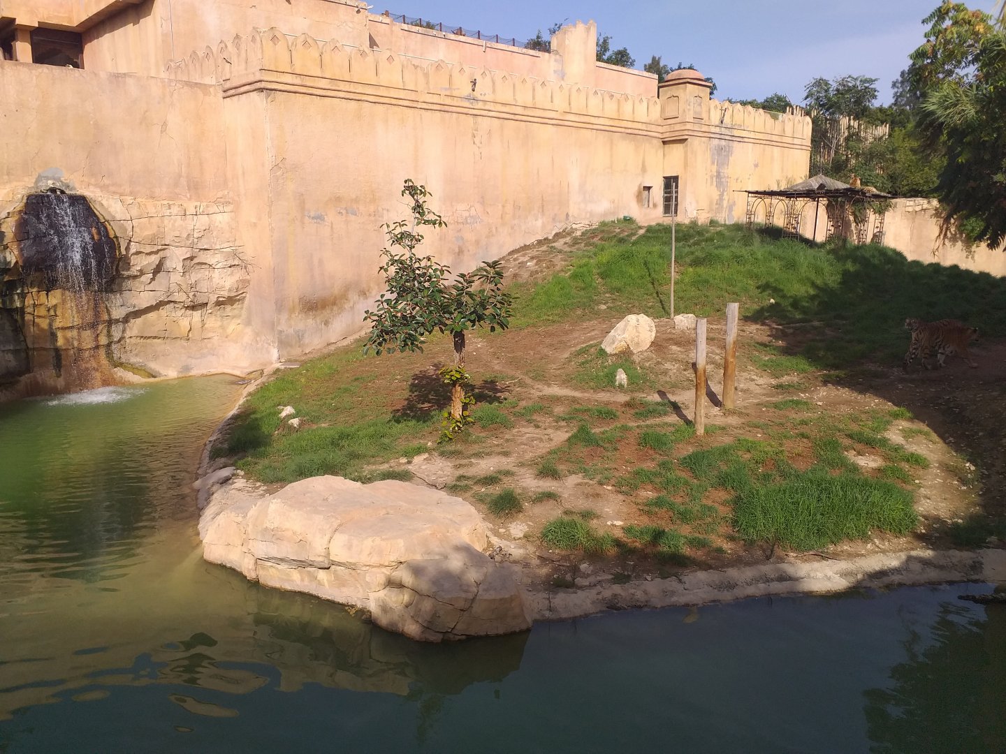 Tiger exhibit -TerraNatura Benidorm (2021)