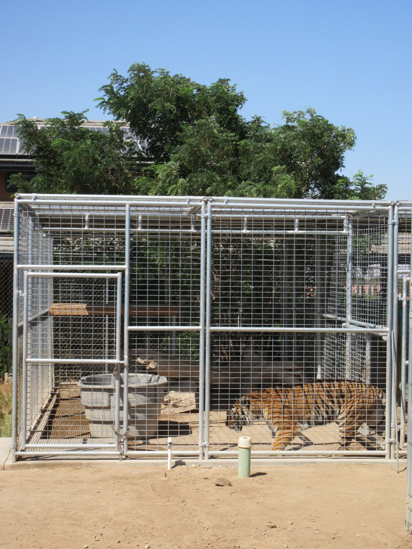 Tiger Exhibit (the zoo has approx. 9 tigers)