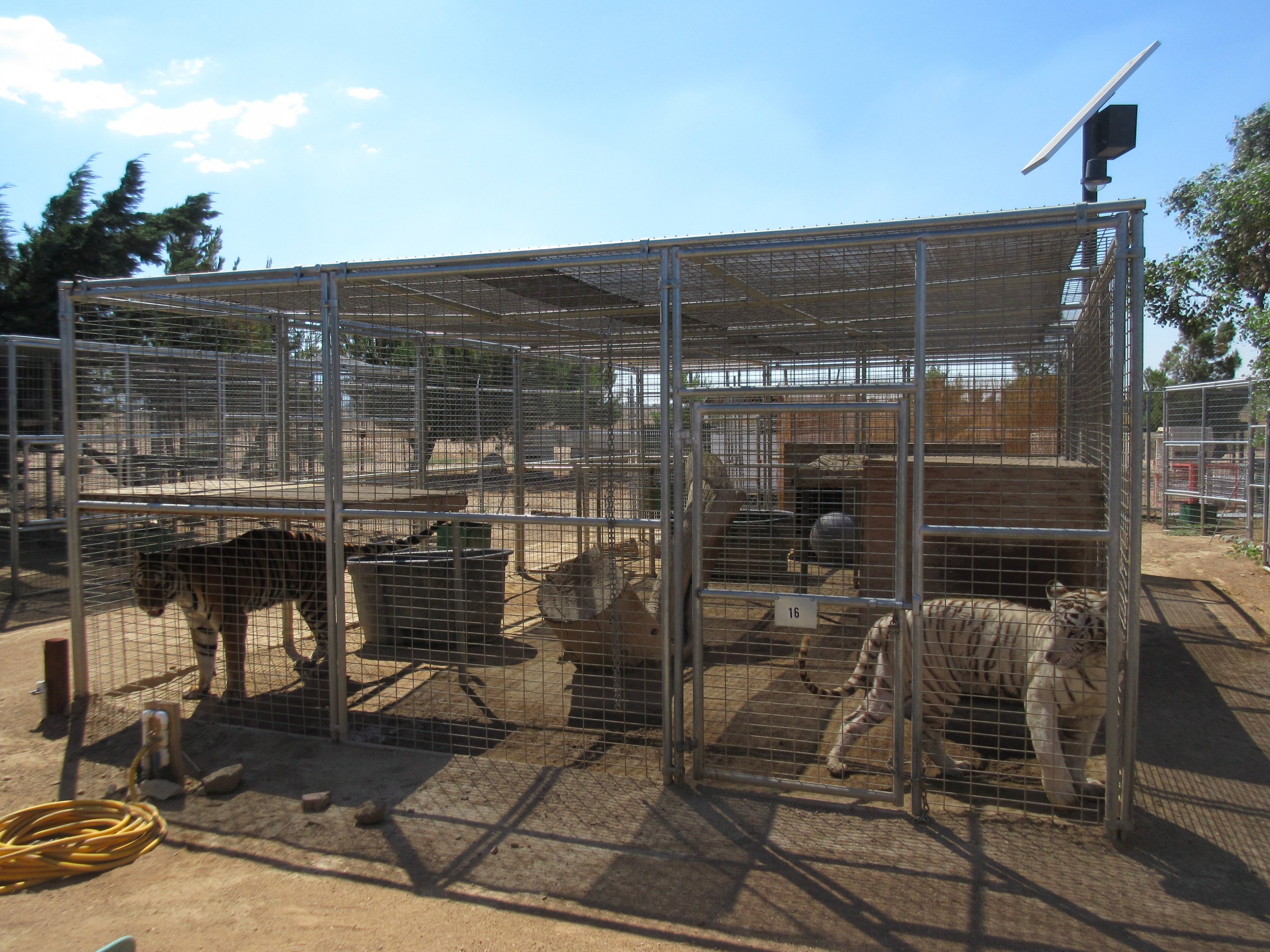 Tiger Exhibit (the zoo has approx. 9 tigers)