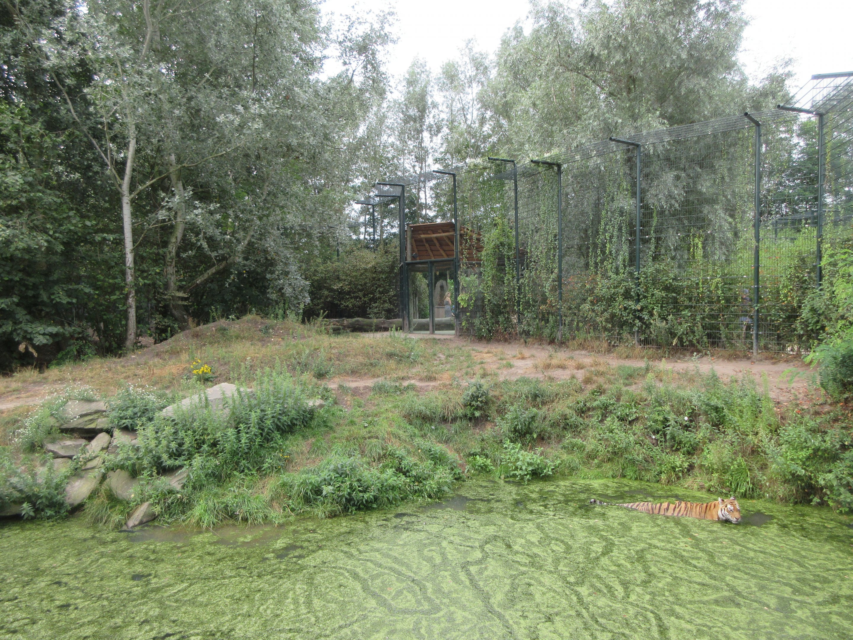Tiger Exhibit - tiger in pool