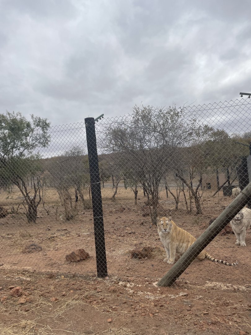 Tiger Exhibit viewed from Parking-lot