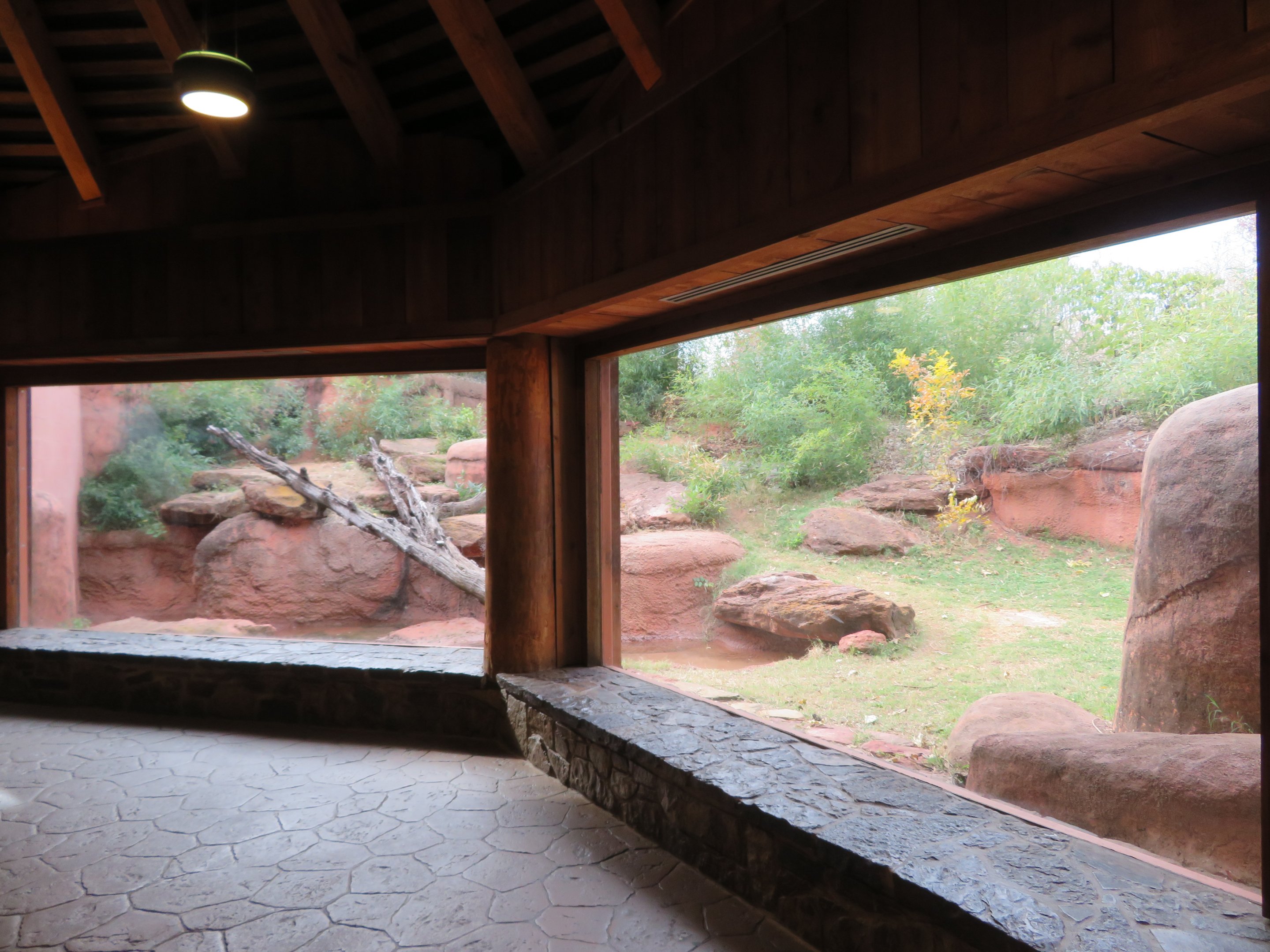 Tiger Exhibit Viewing Window