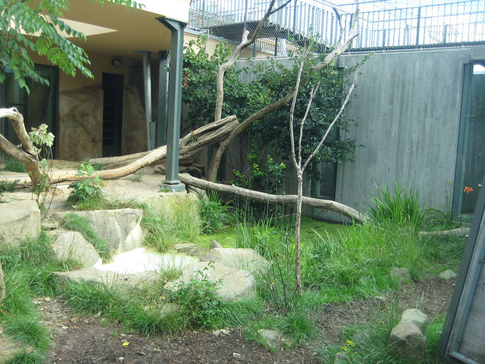 Tiger Exhibit with the huge pool...