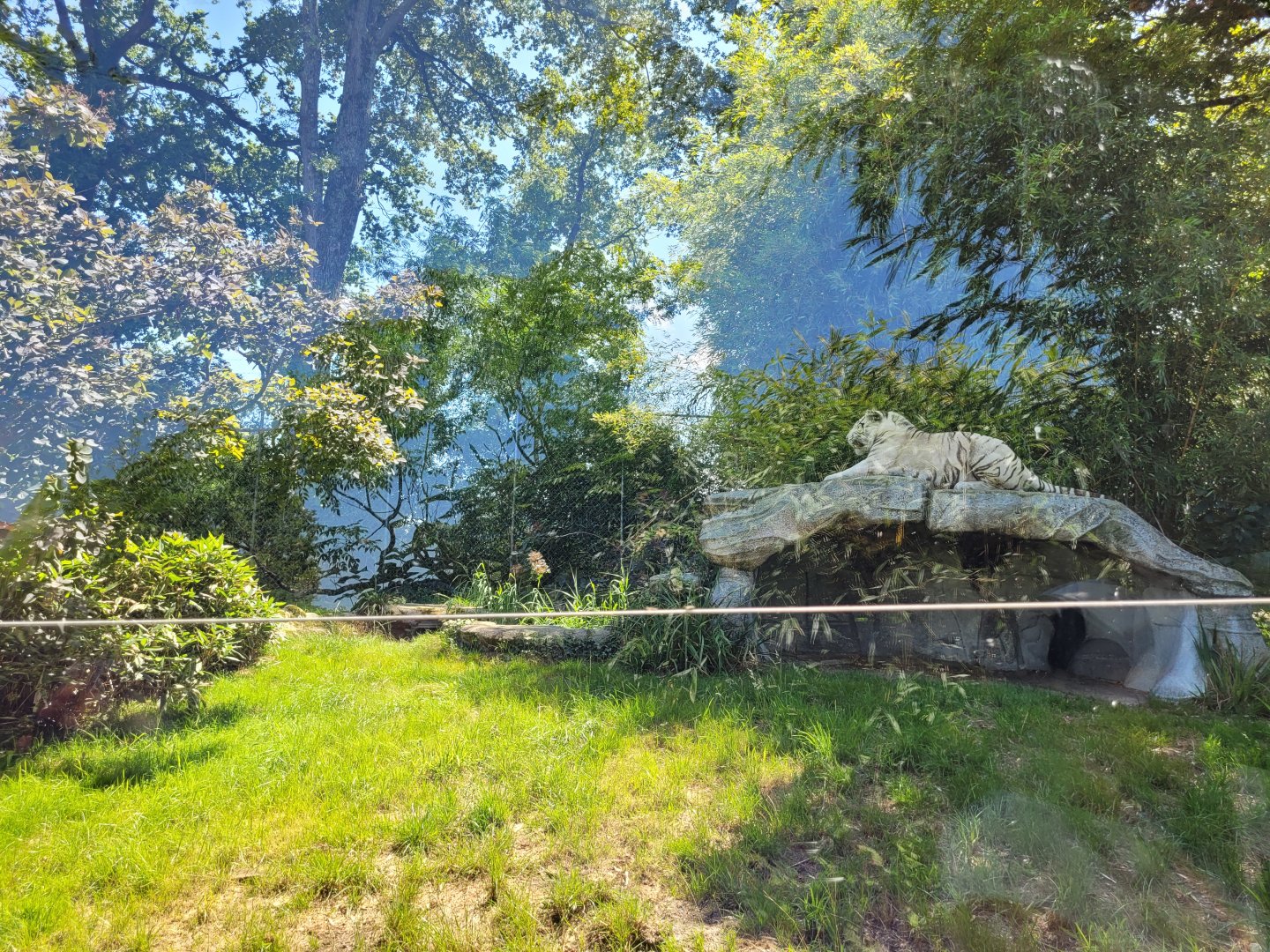 Tiger exhibit -Zoo d'Asson (2022)