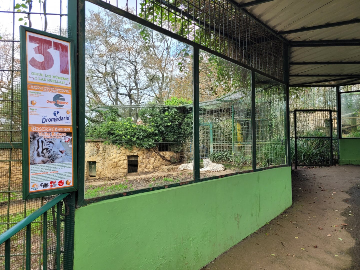 Tiger exhibit -Zoo de Santillana del Mar (2023)