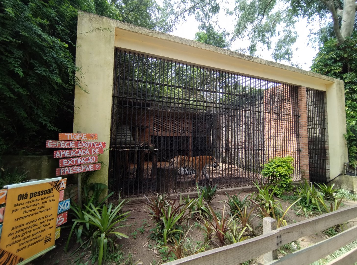 Tiger exhibit - Zoo Sapucaia