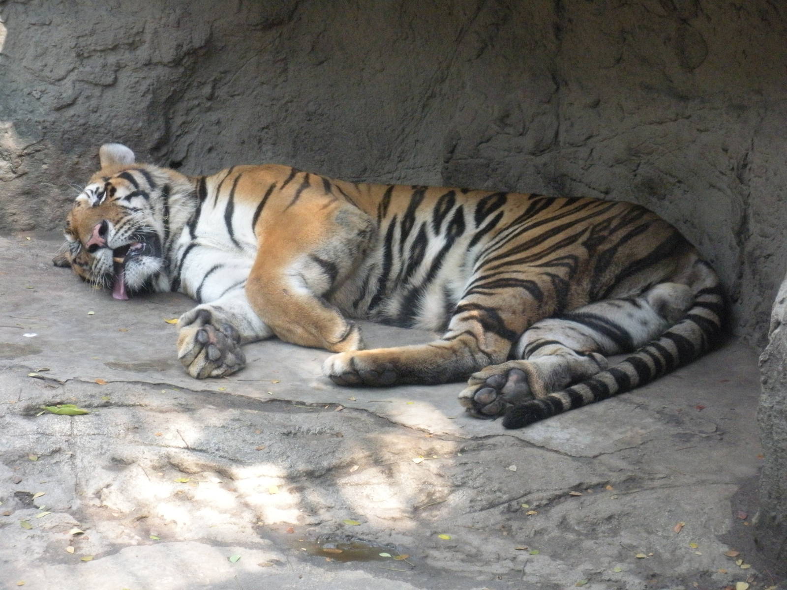 Tiger Exhibit