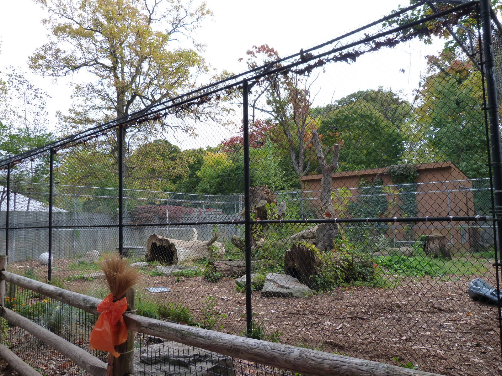 Tiger Exhibit