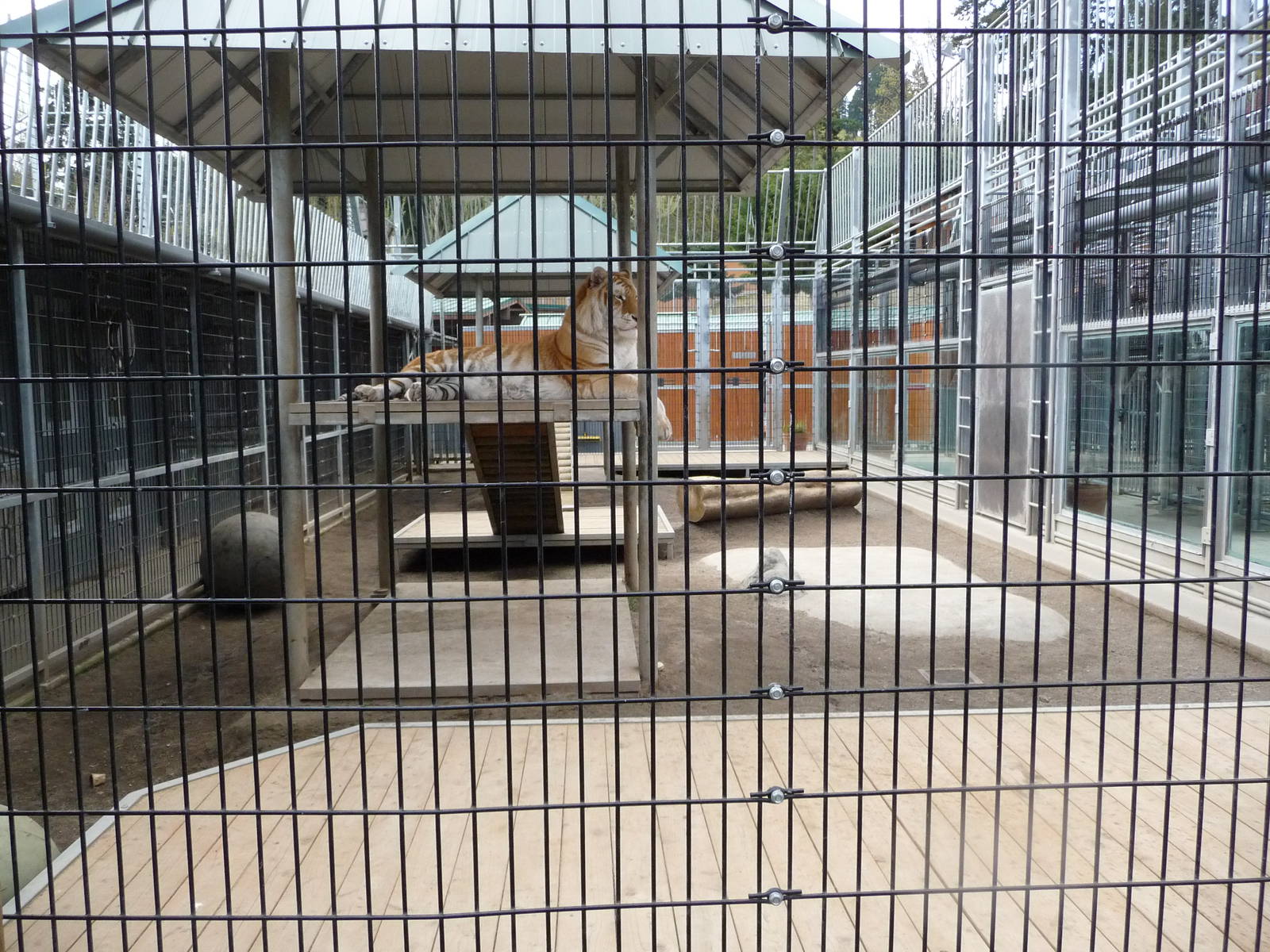Tiger Exhibit