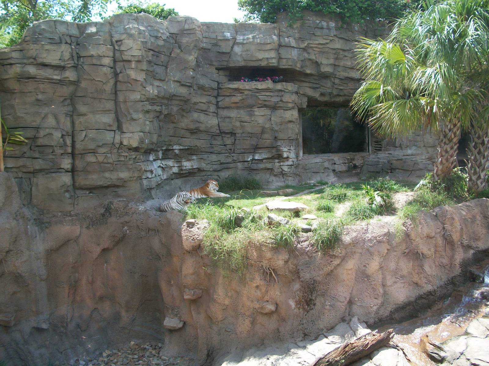 Tiger Exhibit