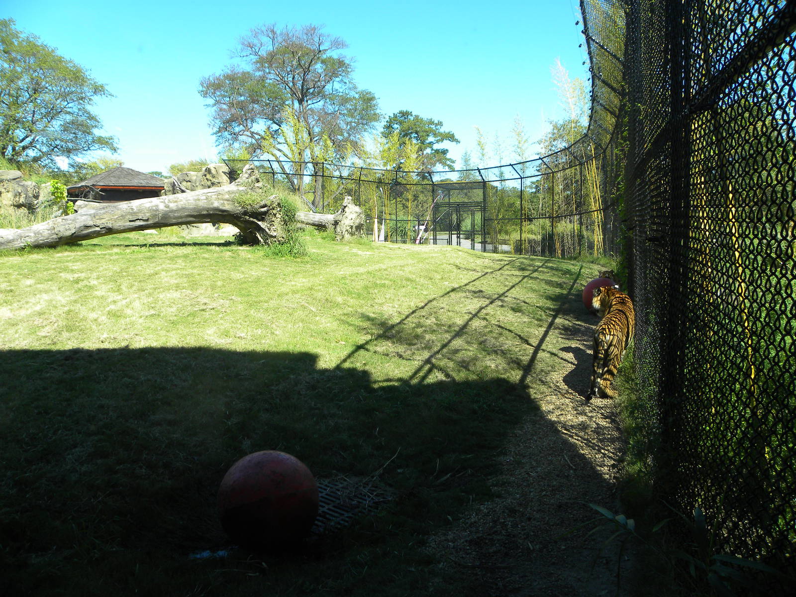 Tiger Exhibit