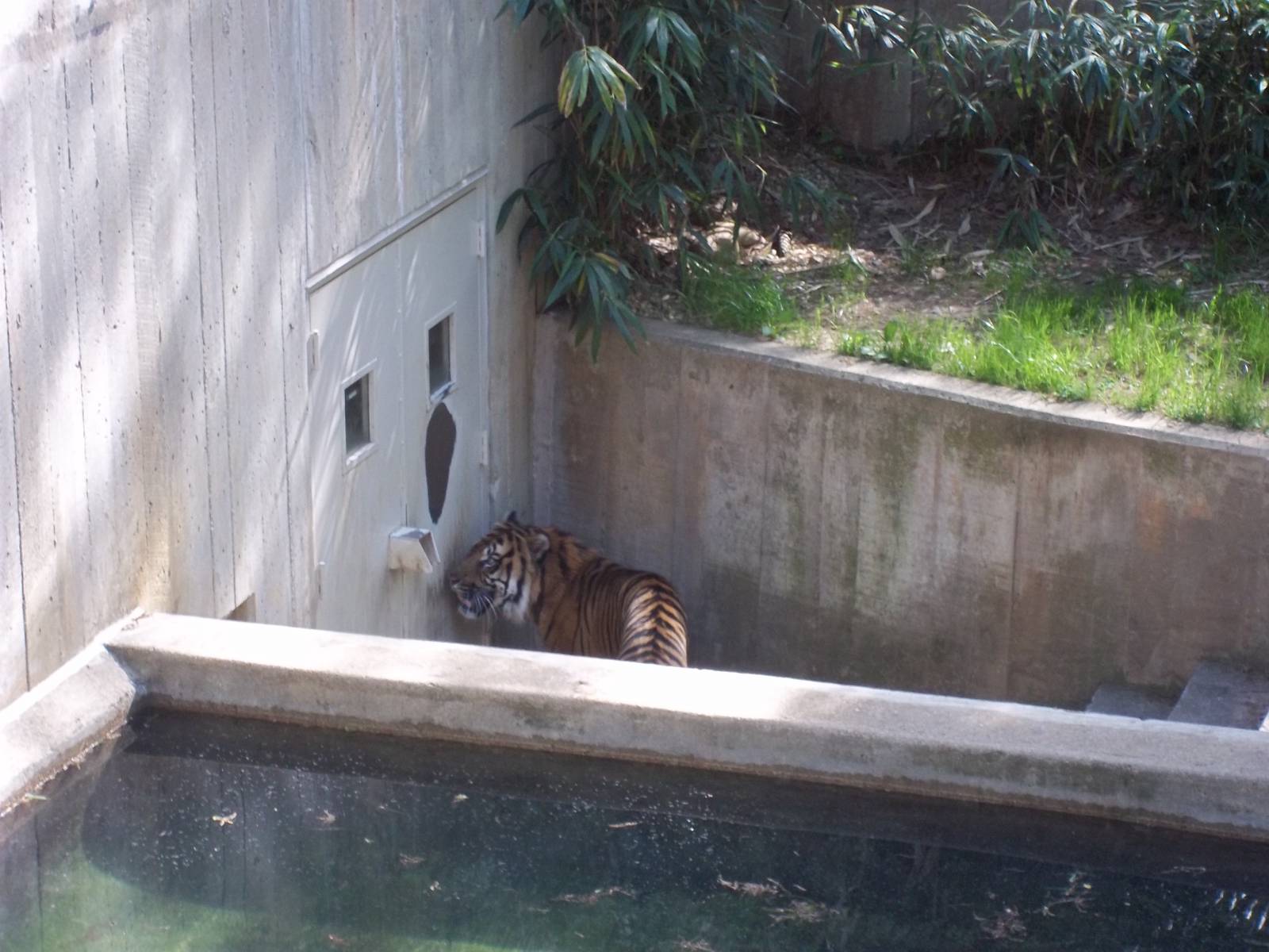 Tiger Exhibit
