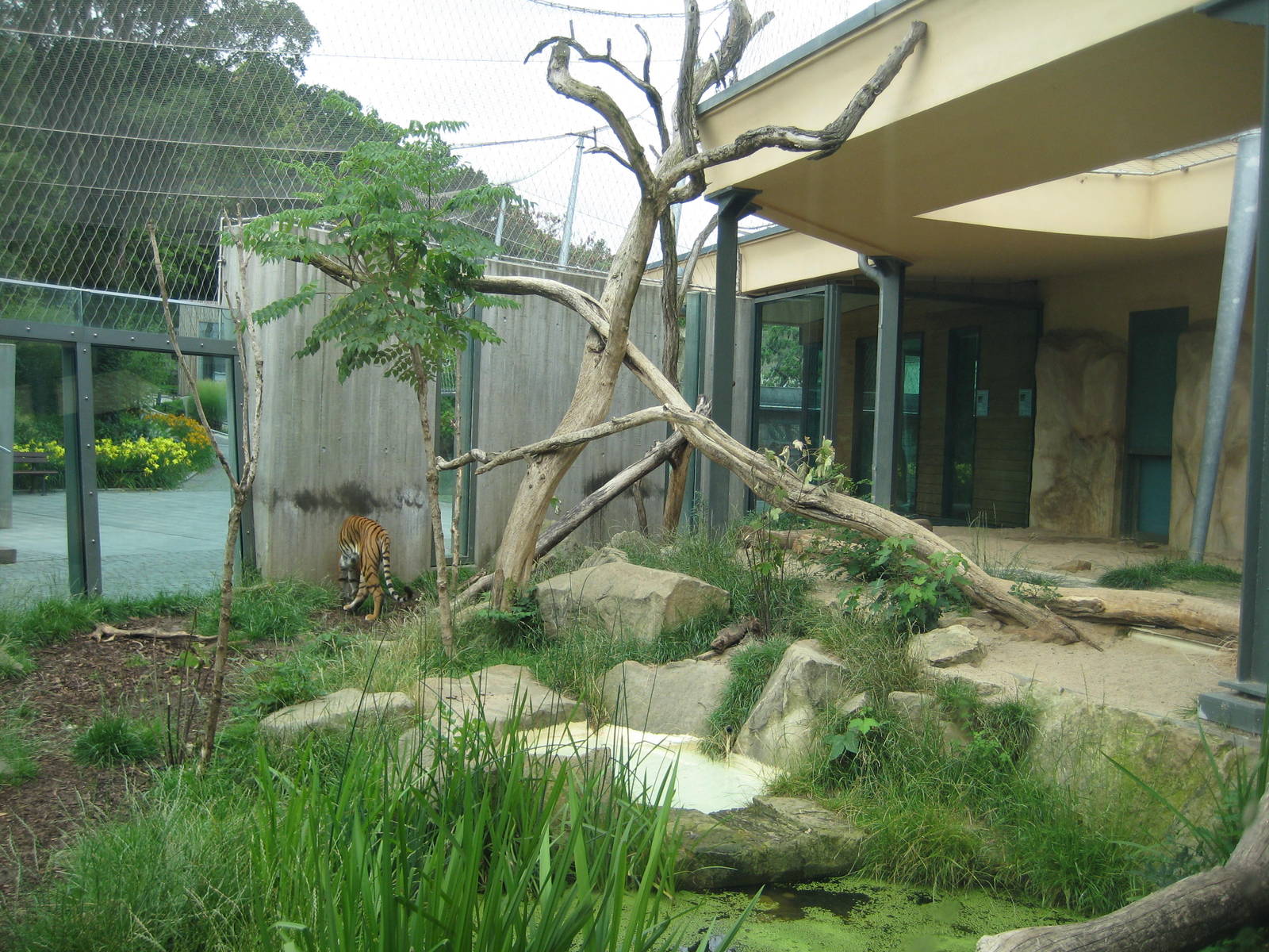 Tiger Exhibit