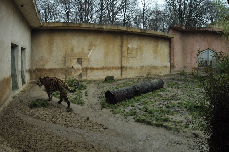 Tiger-Exhibit
