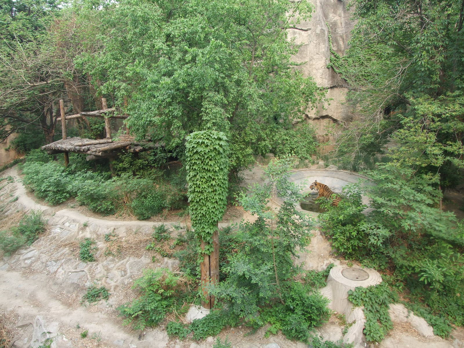 Tiger exhibit