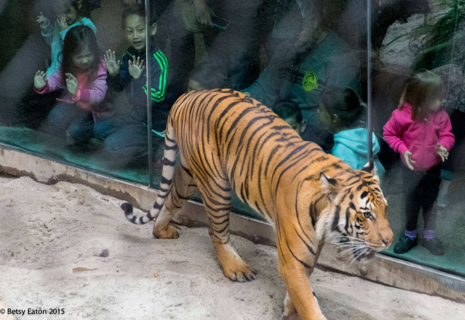 Tiger exhibit