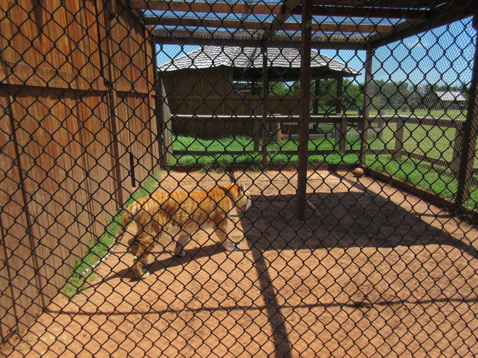 Tiger Exhibit