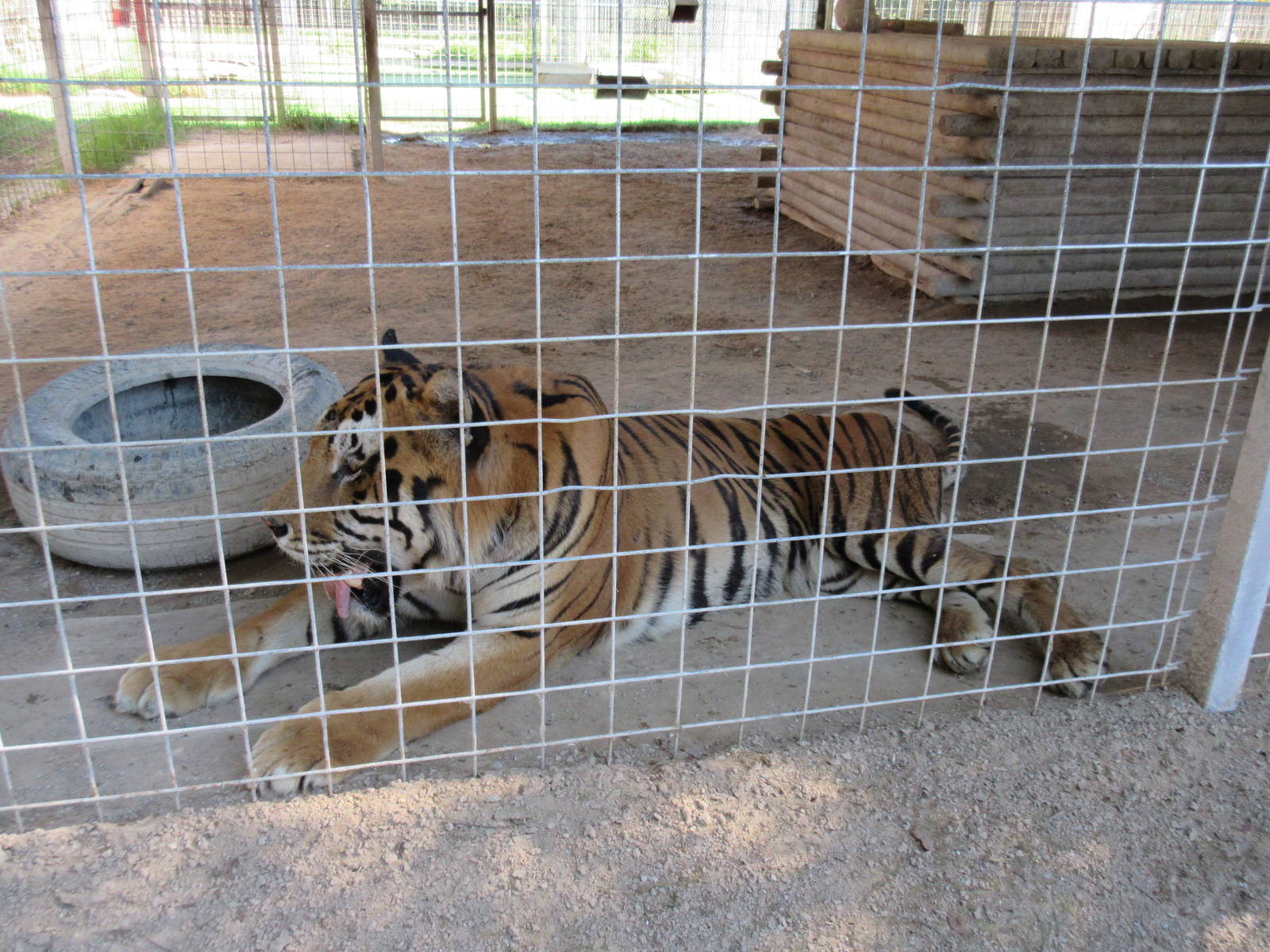 Tiger Exhibit