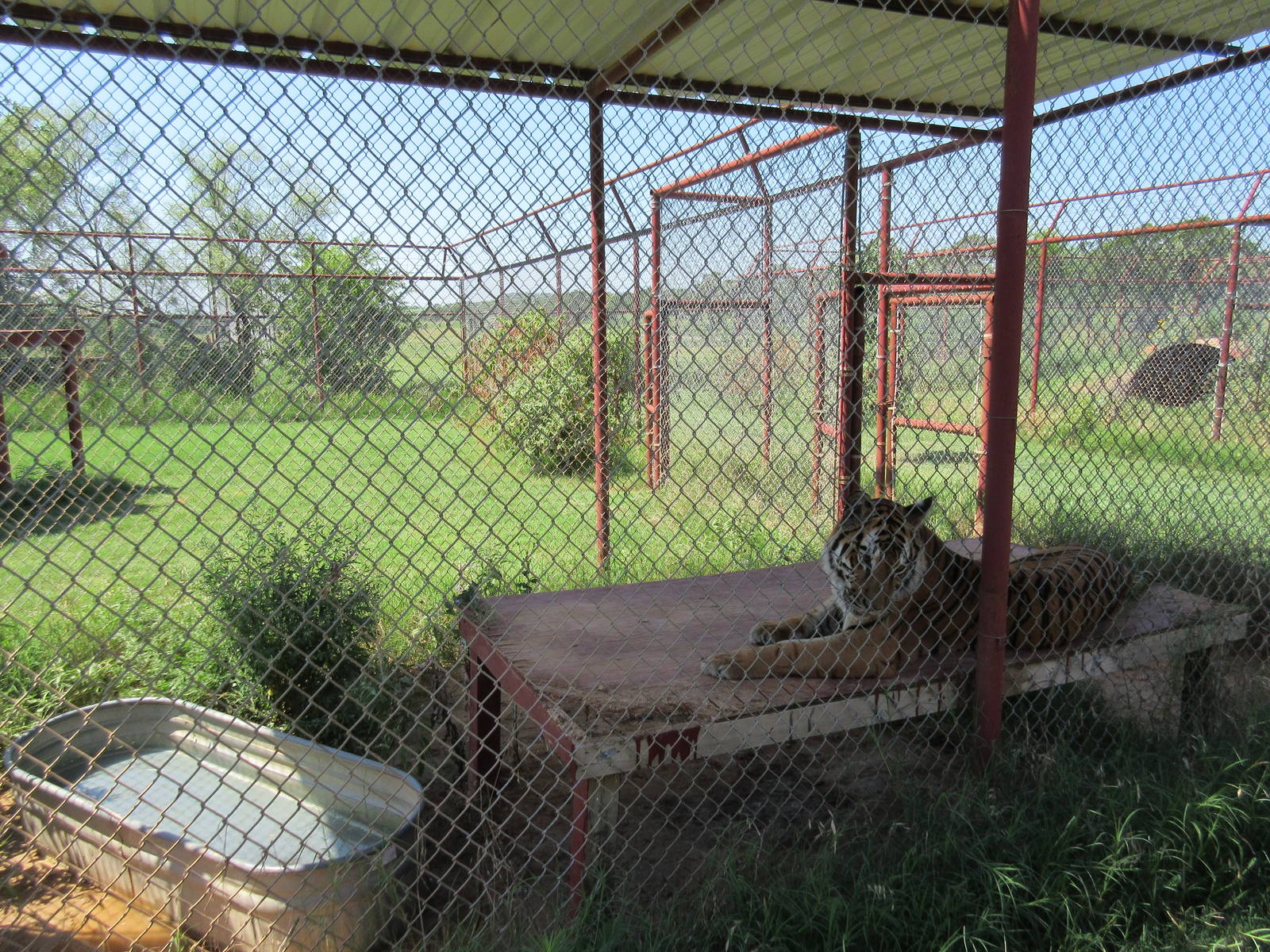 Tiger Exhibit