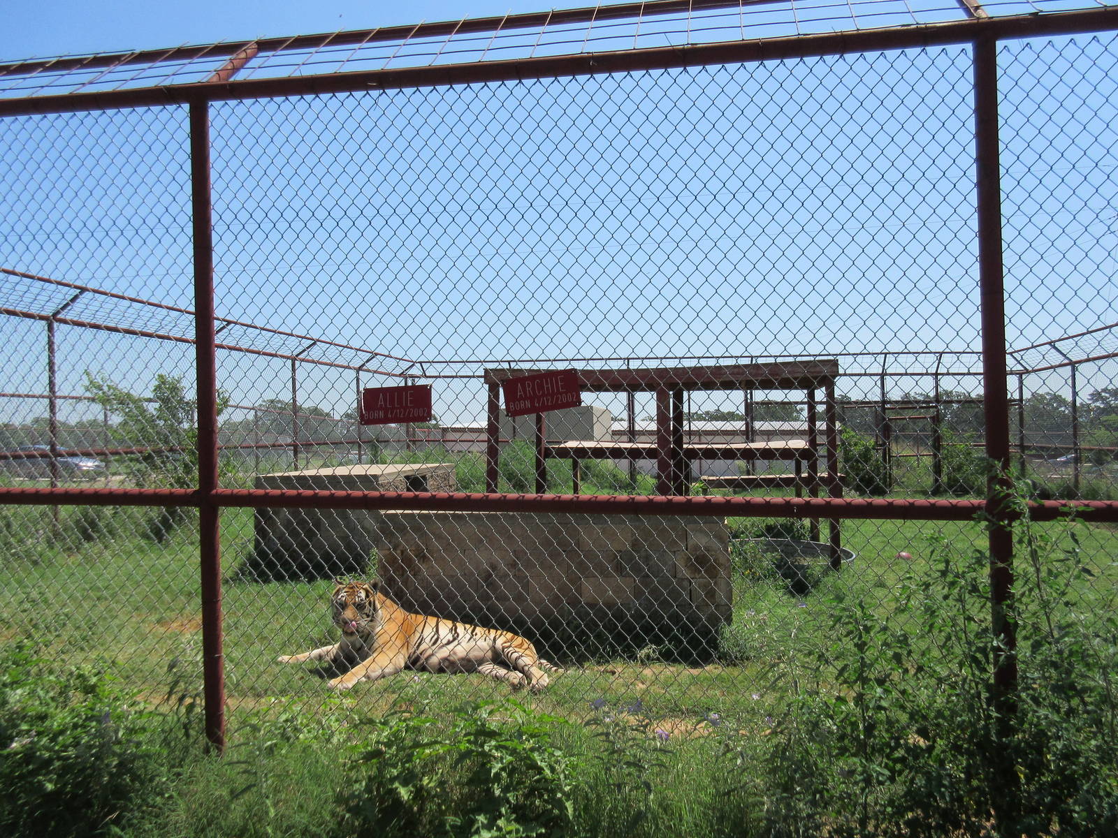 Tiger Exhibit
