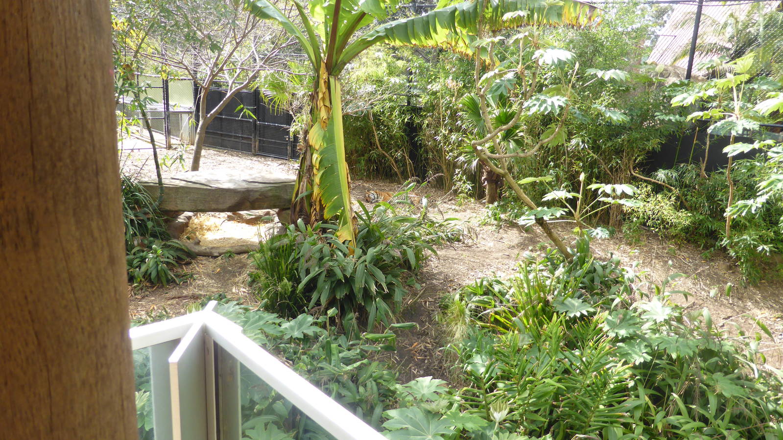Tiger exhibit