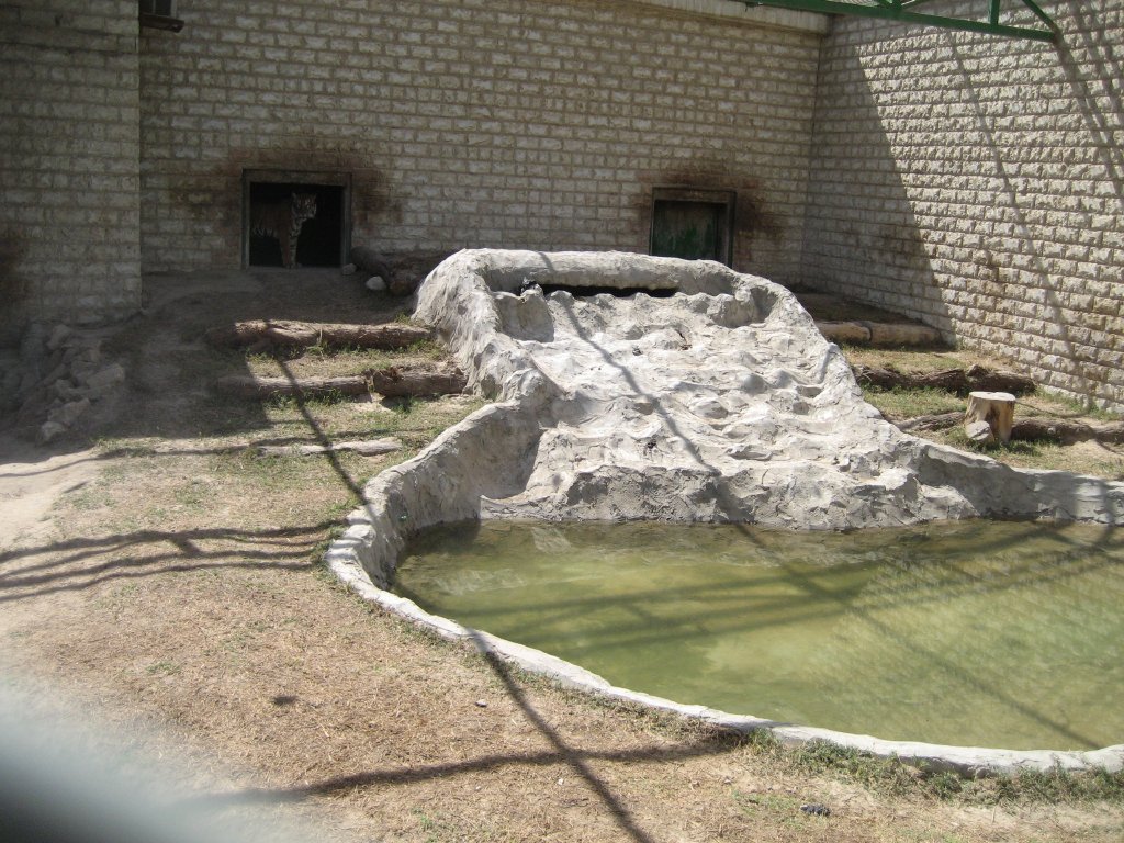 Tiger exhibit