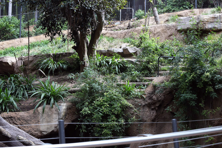 tiger exhibit