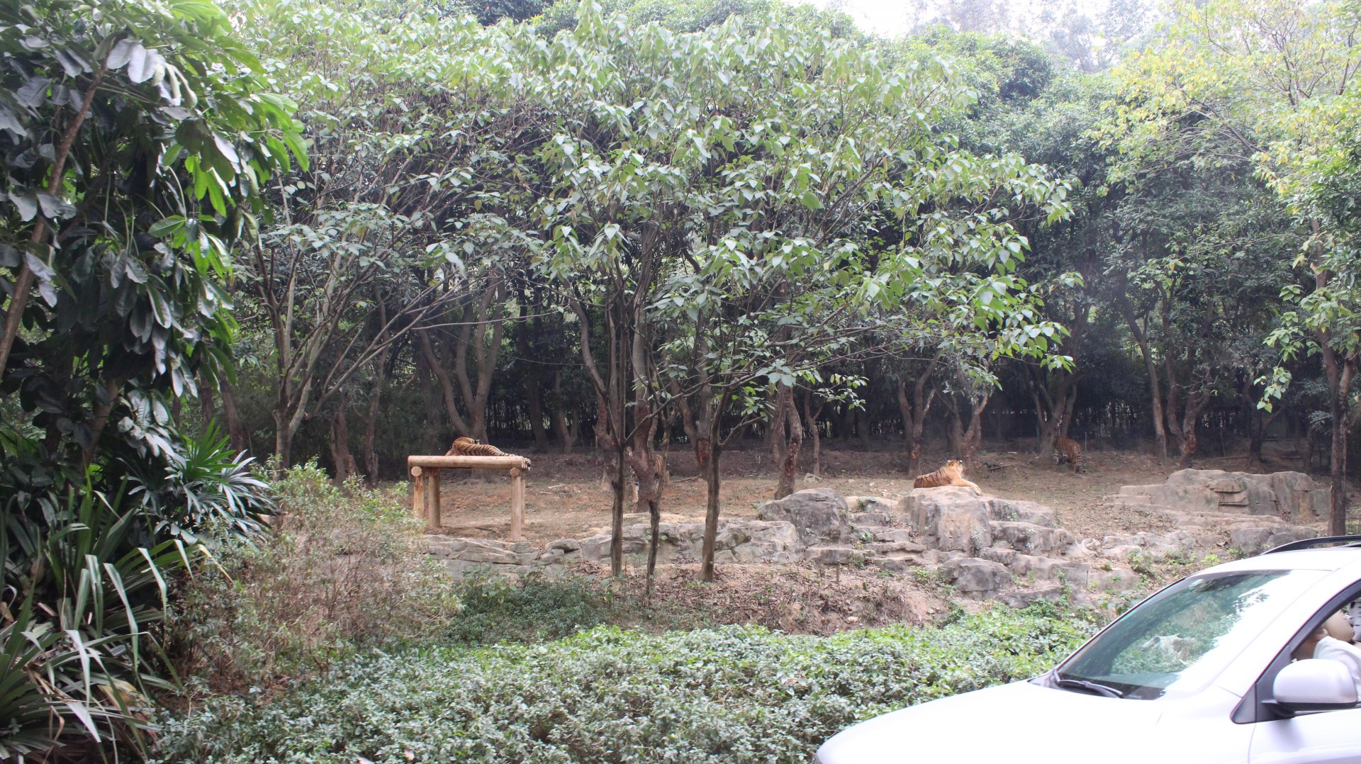 Tiger exhibit