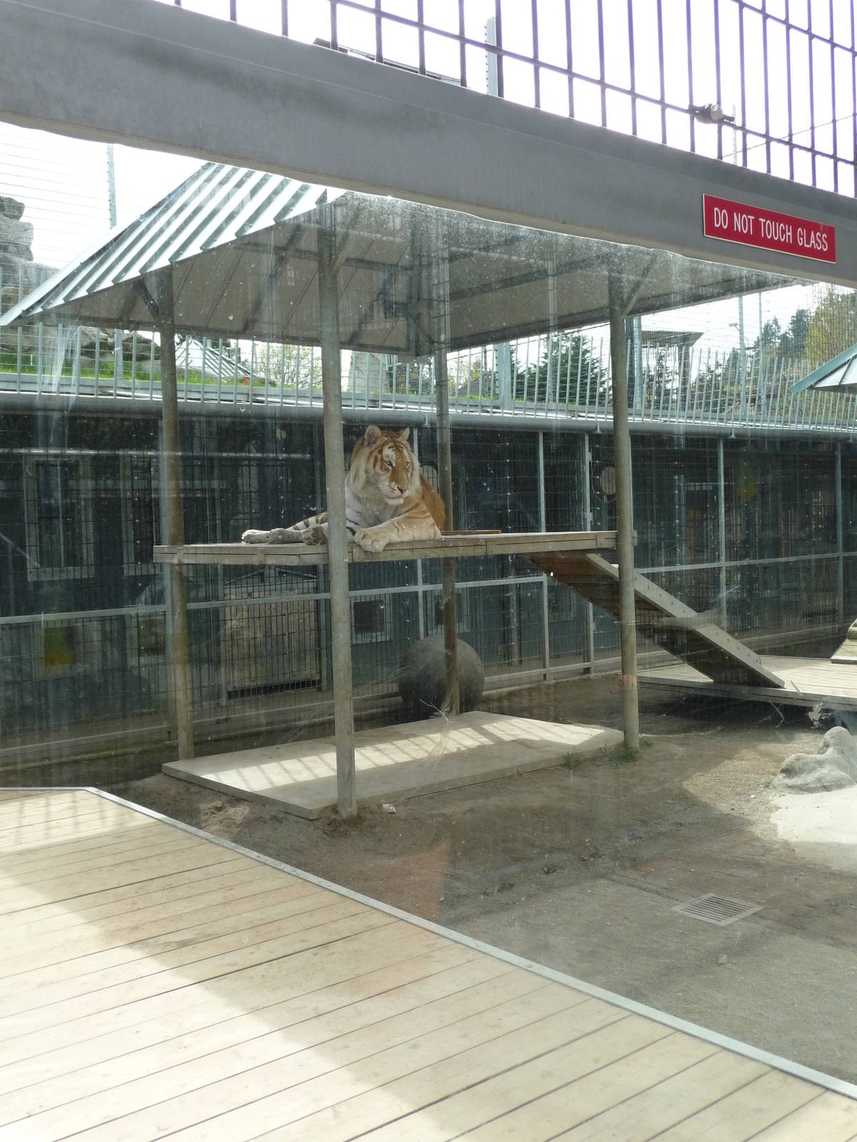 Tiger Exhibit