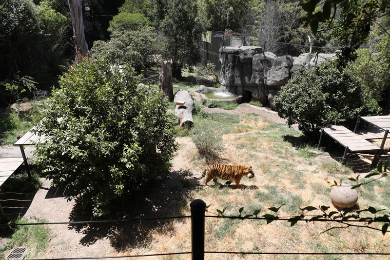 tiger exhibit