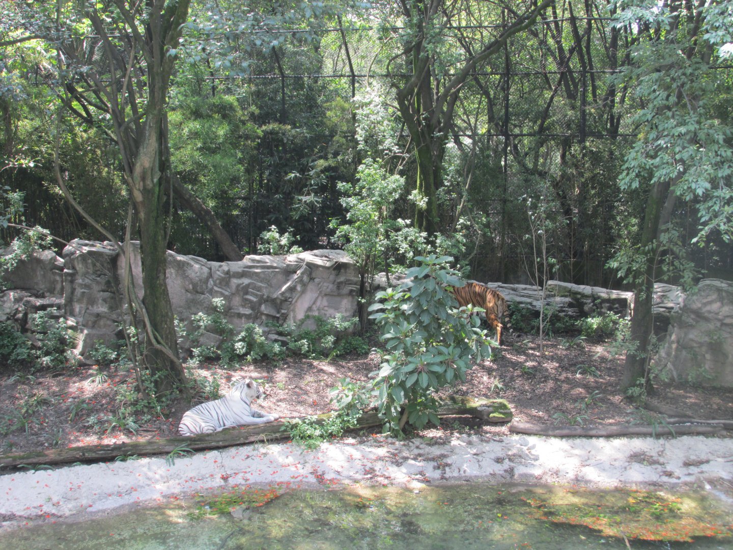 tiger exhibit