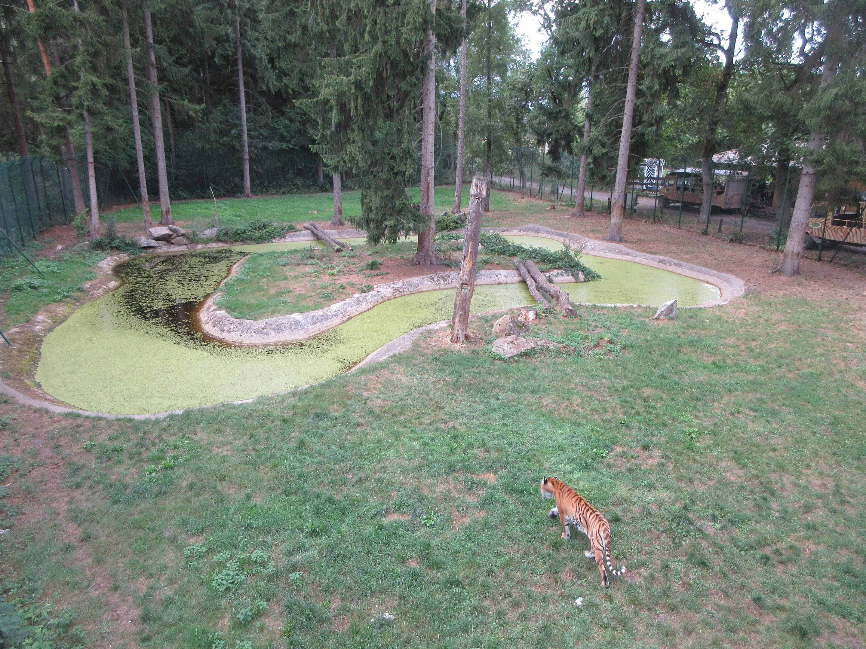 Tiger Exhibit