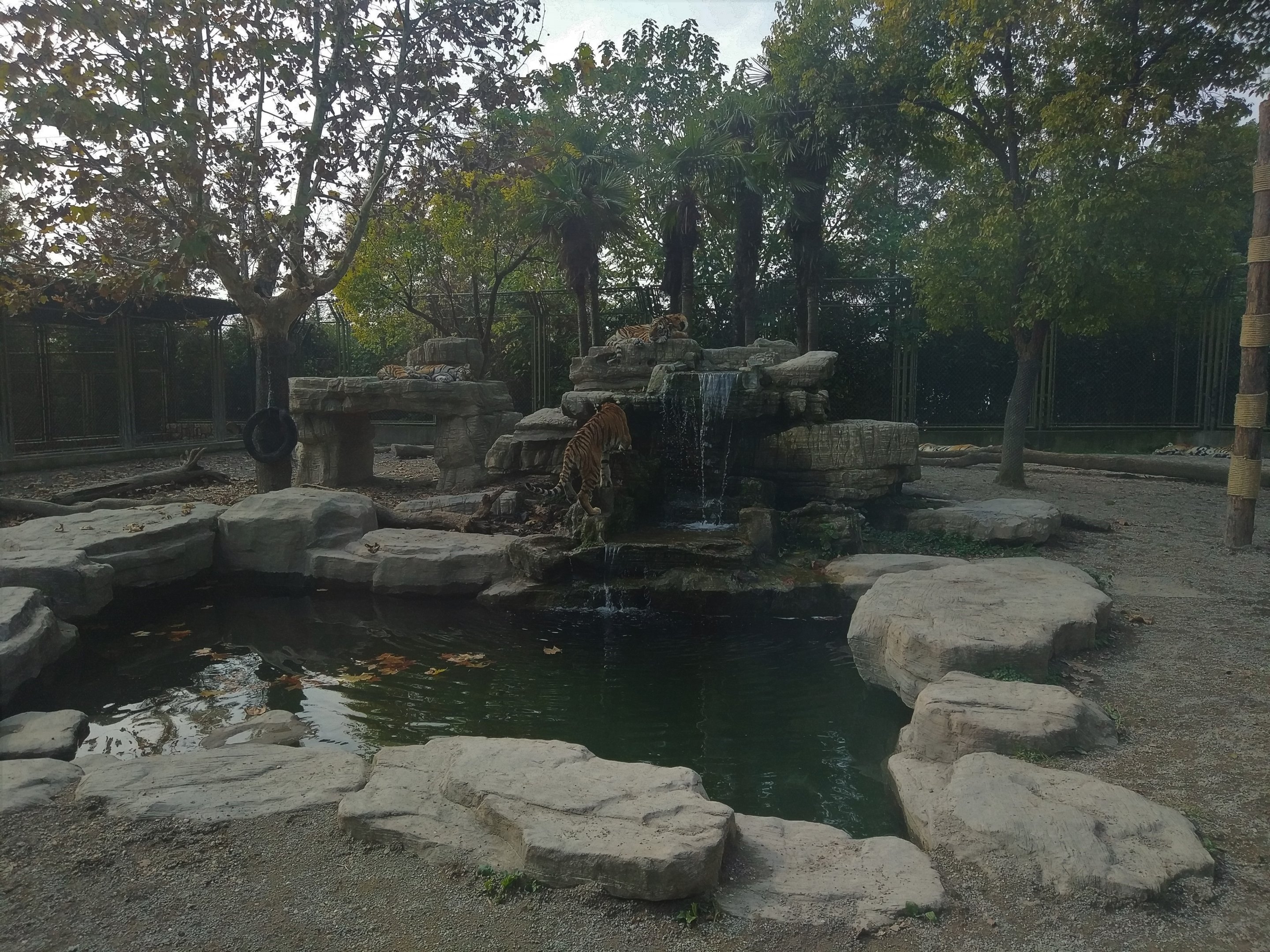 Tiger Exhibit