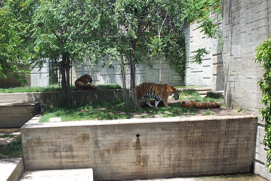 Tiger Exhibit